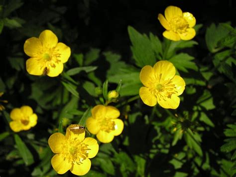 釘子花植物|被子植物